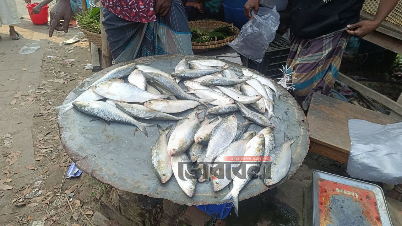 মতলব উত্তরে নিষেধাজ্ঞা অমান্য করে জাটকা বিক্রি