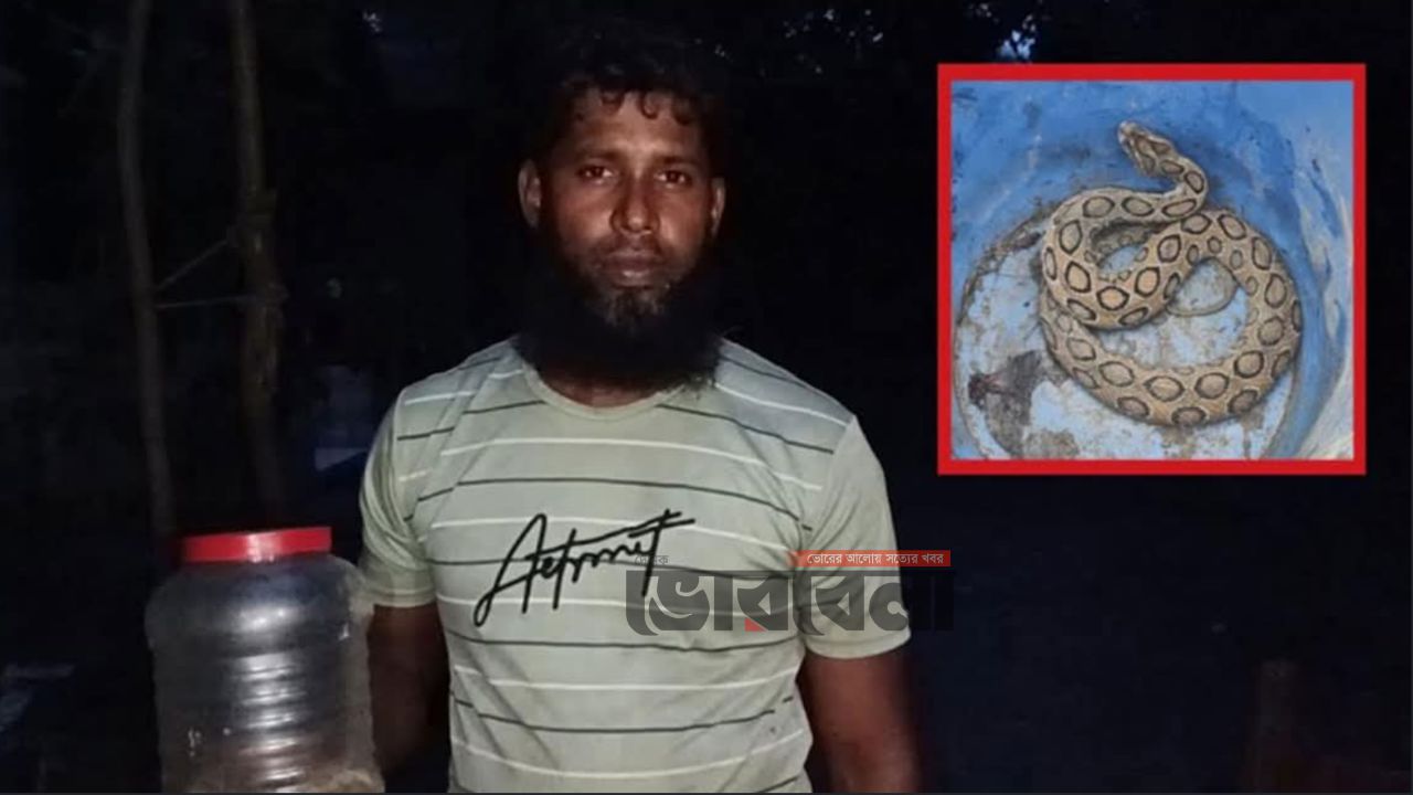 মেঘনা পাড়ে রাসেল ভাইপার আতঙ্ক, কামড়ের পরও সাপ ধরে বাড়িতে যুবক