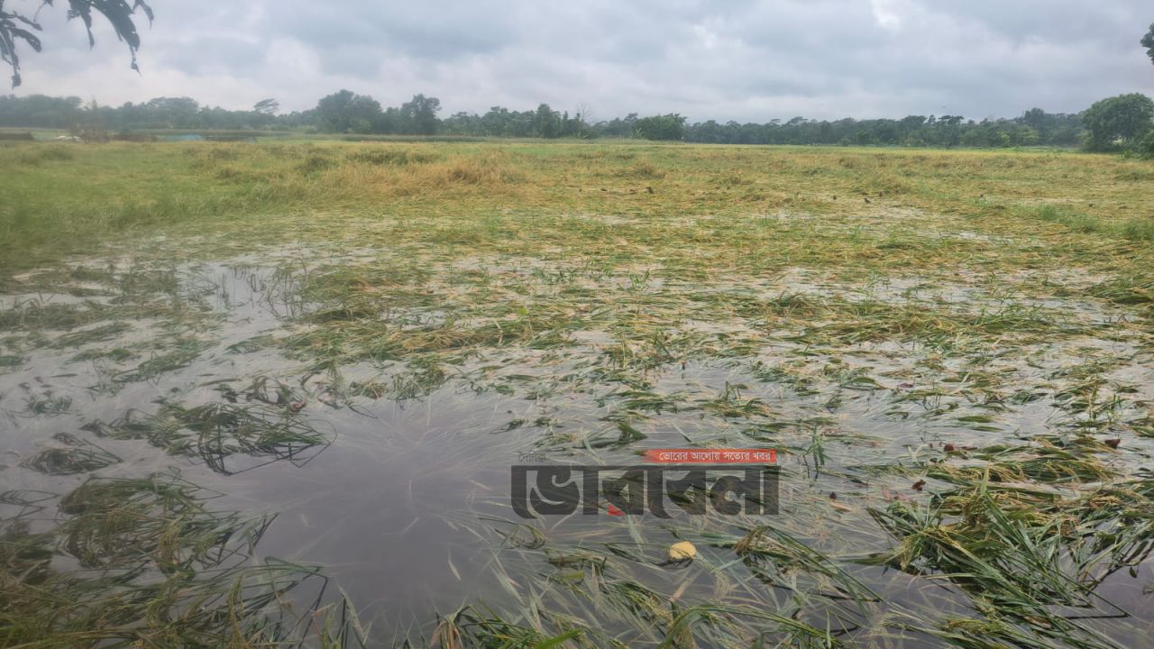 মতলবে কালবৈশাখী ঝড়ে হেলে পড়েছে আধাপাকা ধান