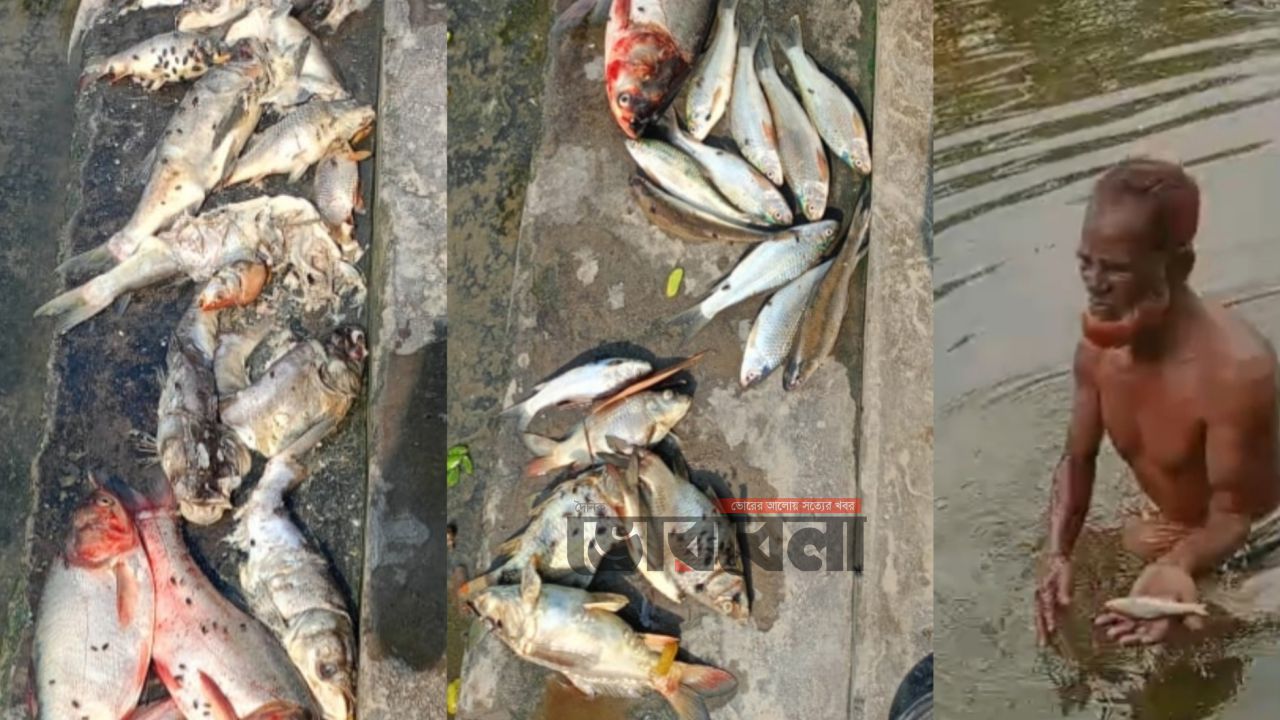 মতলব উত্তরে পূর্ব শত্রুতার জেরে পুকুরে বিষ প্রয়োগের অভিযোগ, লক্ষাধিক টাকার মাছ নিধন