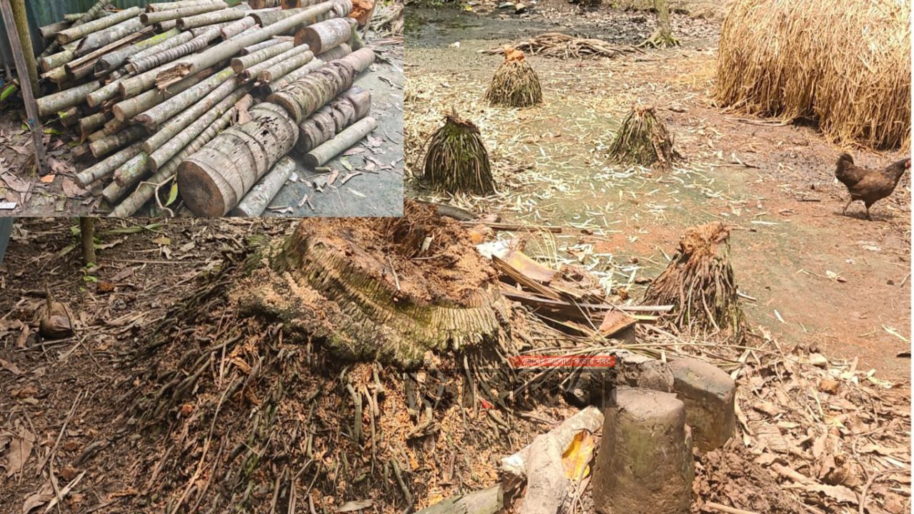 মতলব উত্তরে জমি নিয়ে বিরোধে গাছ কাটার অভিযোগে আদালতে মামলা